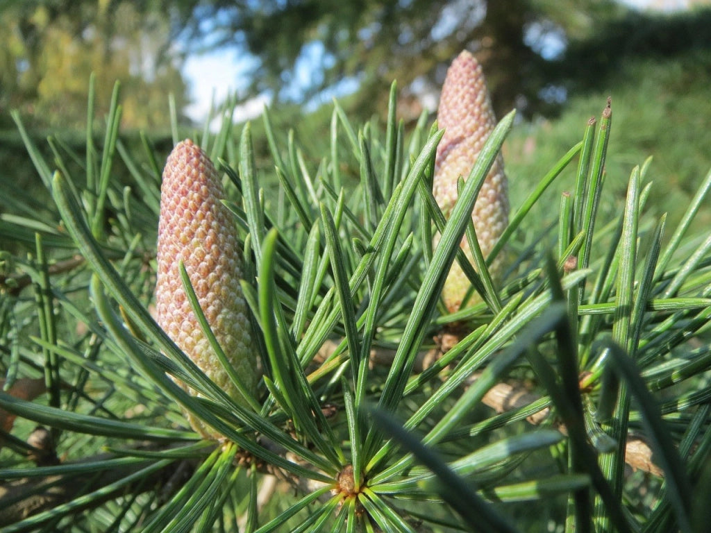 Cedro dell'Himalaya Cedrus Deodara Vaso 45 cm Conifera Sempreverde Arborea