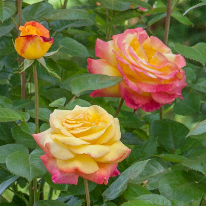 Rosa Oriental Peace ® Meilland Giallo/Rosa cespuglio in vaso 18 cm AMDGarden