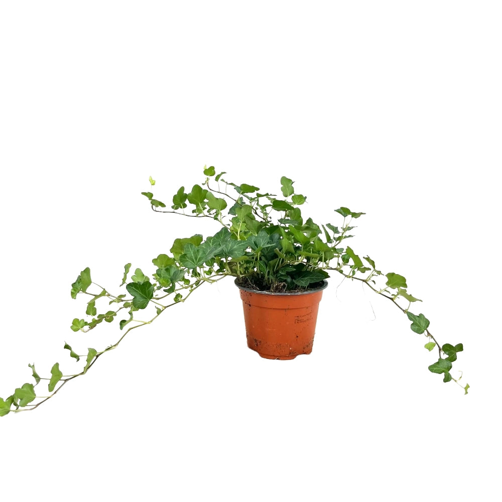 Pianta di Ederina ricadente verde edera pianta  interno in vaso 14 cm AMDGarden