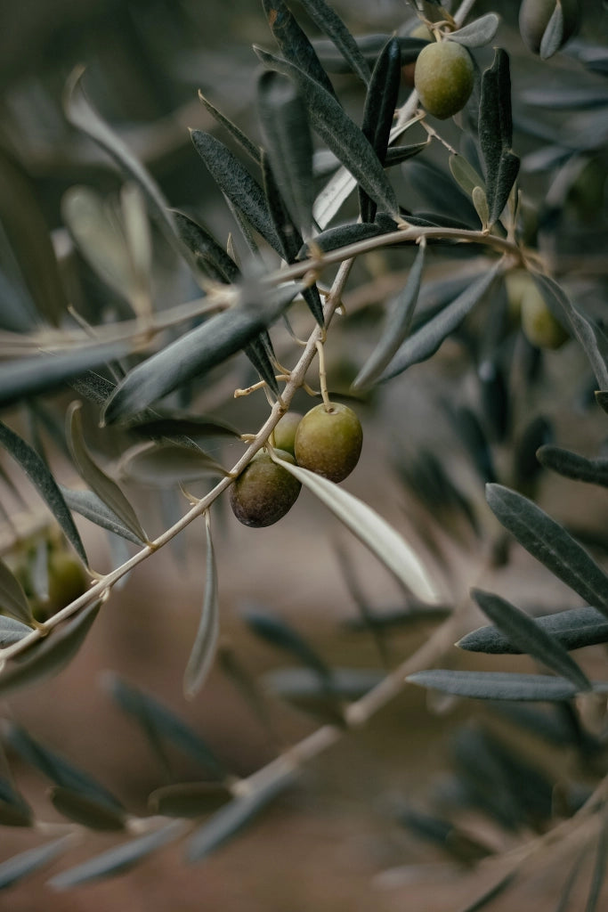 OLEA EUROPAEA ALB.45 1/4 FUSTO ARBEQUINA CRF.20/30 (E.Q.)