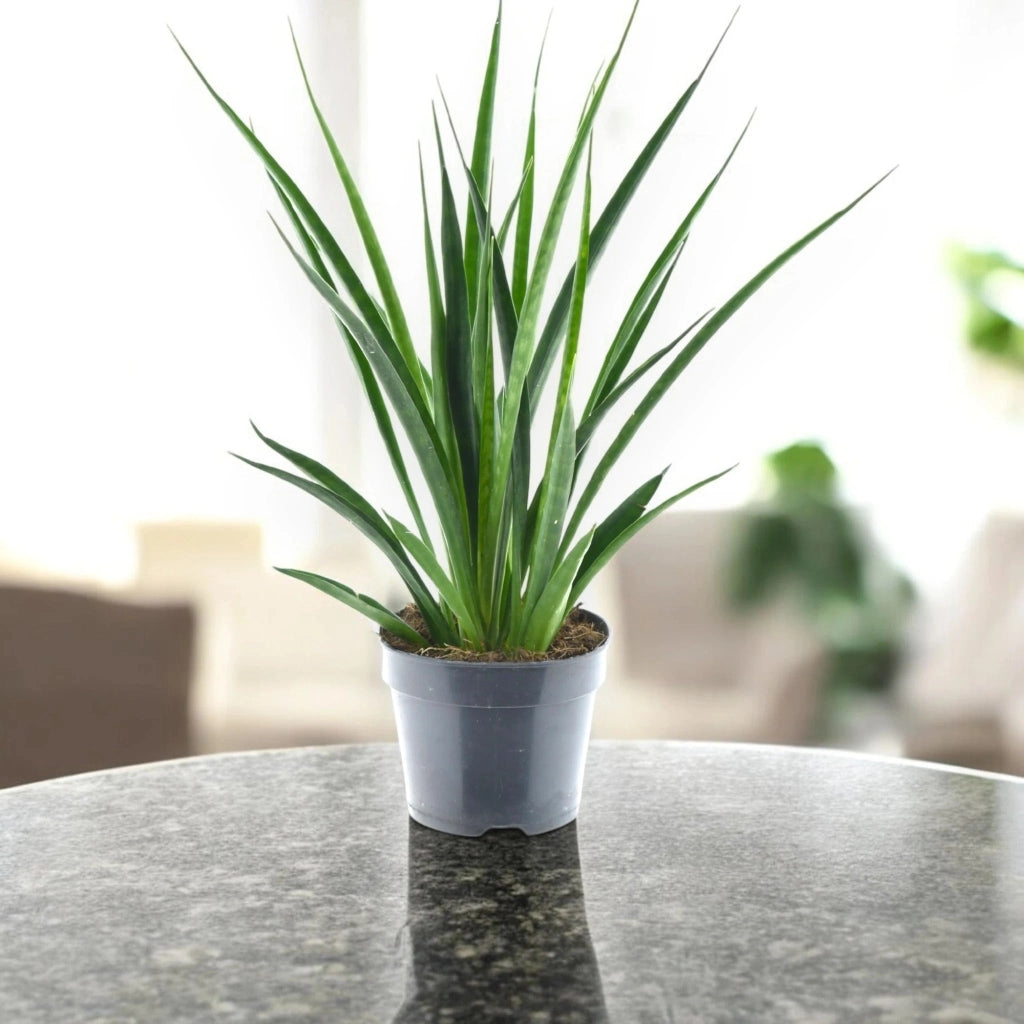 Gardenaria Sansevieria 'Kirkii friends' - Pianta da interno ornamentale Altezza: 40 cm (vaso 12)