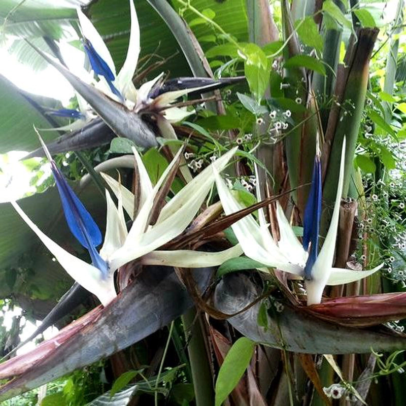 Pianta STERLIZIA strelitizia UCCELLO DEL PARADISO BIANCO falso banano vaso 17 CM