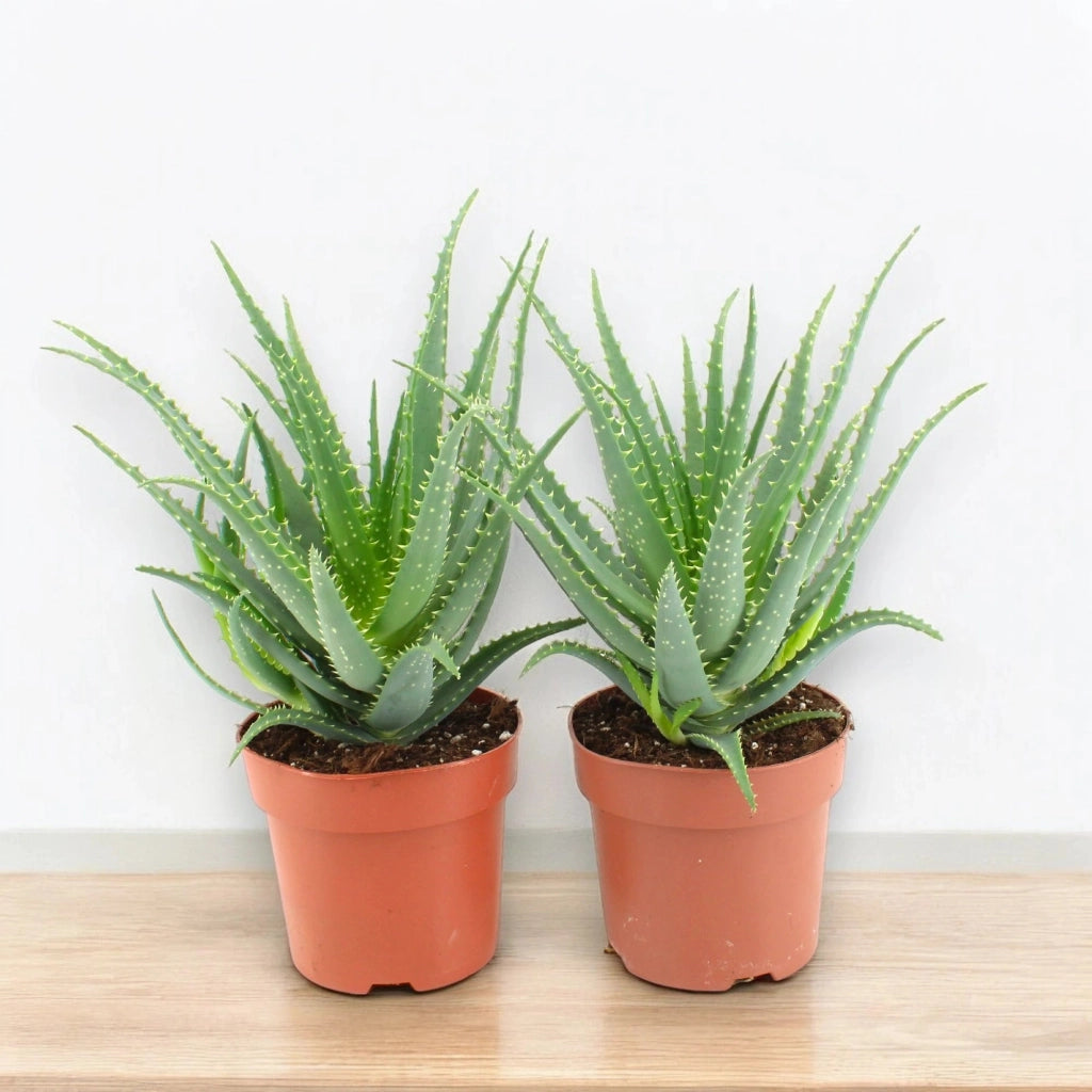 Gardenaria Aloe arborescens - Pianta da interno ornamentale Altezza: 25 cm (vaso 12)