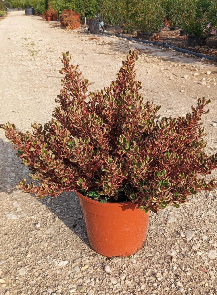 COPROSMA PACIFIC DAWN VASO 24