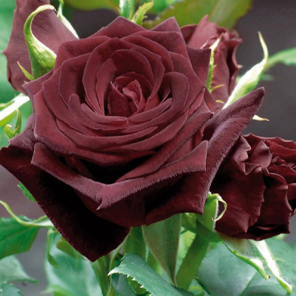 Pianta di ROSA BREVETTATA BLACK BACCARA ® rosa nera in vaso 19 cm AMDGarden