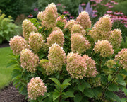 Gardenaria Ortensia - Hydrangea Paniculata 'Graffiti' - Pianta acidofila ornamentale da esterno Altezza: 40/50 cm (vaso19)