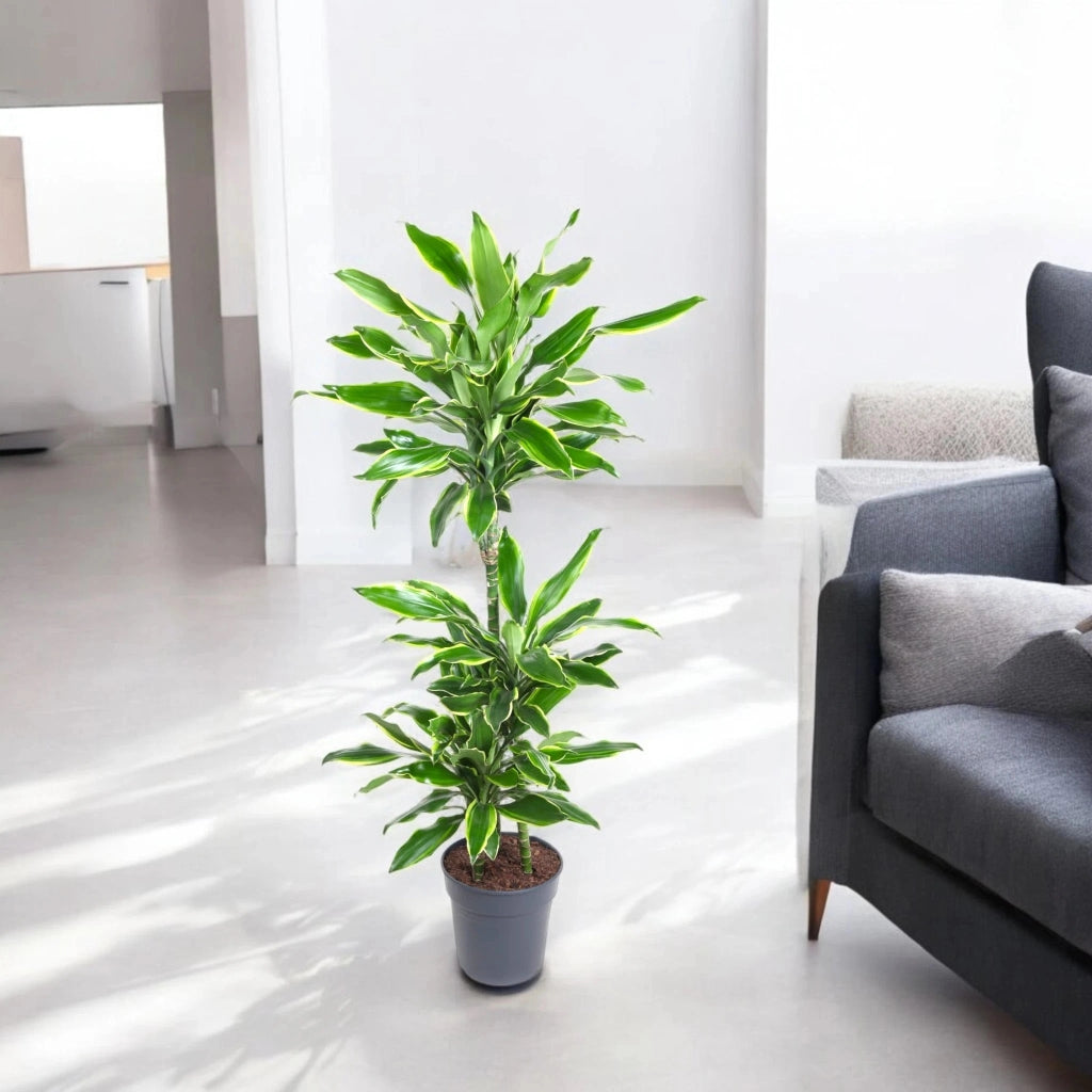 Gardenaria Dracaena fragrans 'Golden coast' - Pianta da interno ornamentale Altezza: 110 cm (vaso 22)