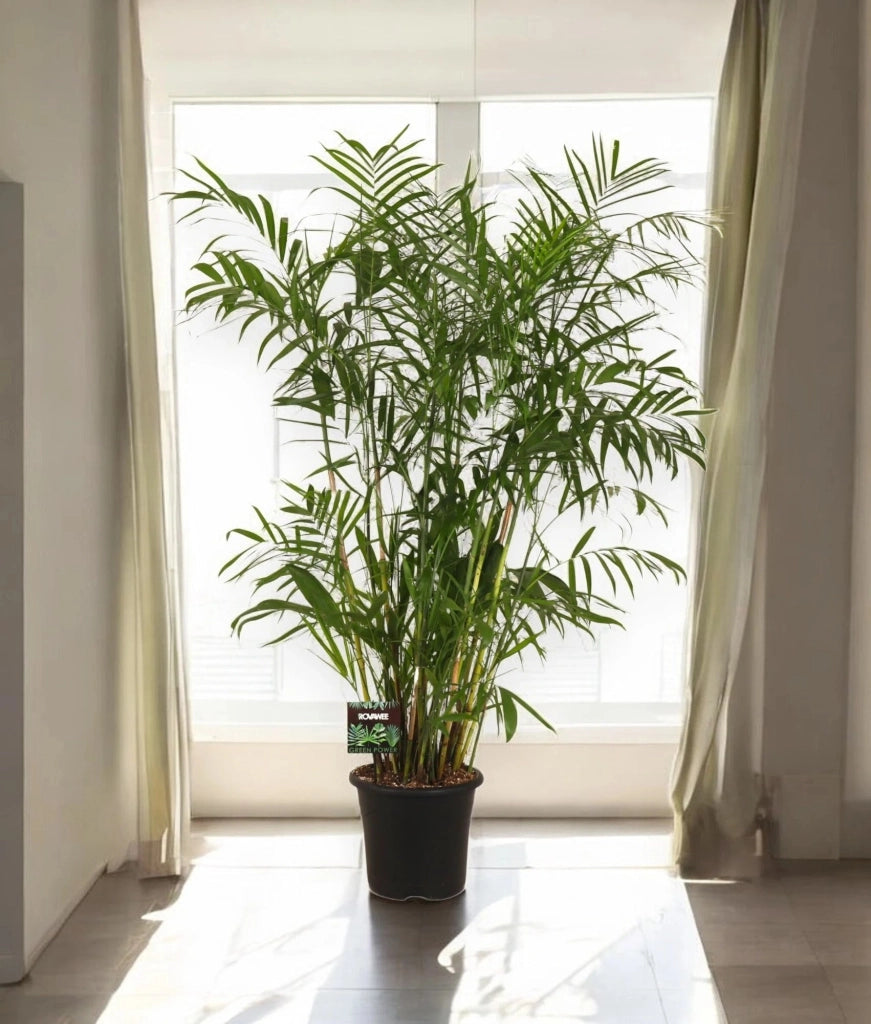 Gardenaria Chamaedorea seifrizii - Pianta da interno ornamentale Altezza: 140 cm (vaso 24)