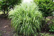 Gardenaria Miscanthus sinensis 'Zebrinus' - Graminacea ornamentale da esterno Altezza: 120 cm (vaso 24)
