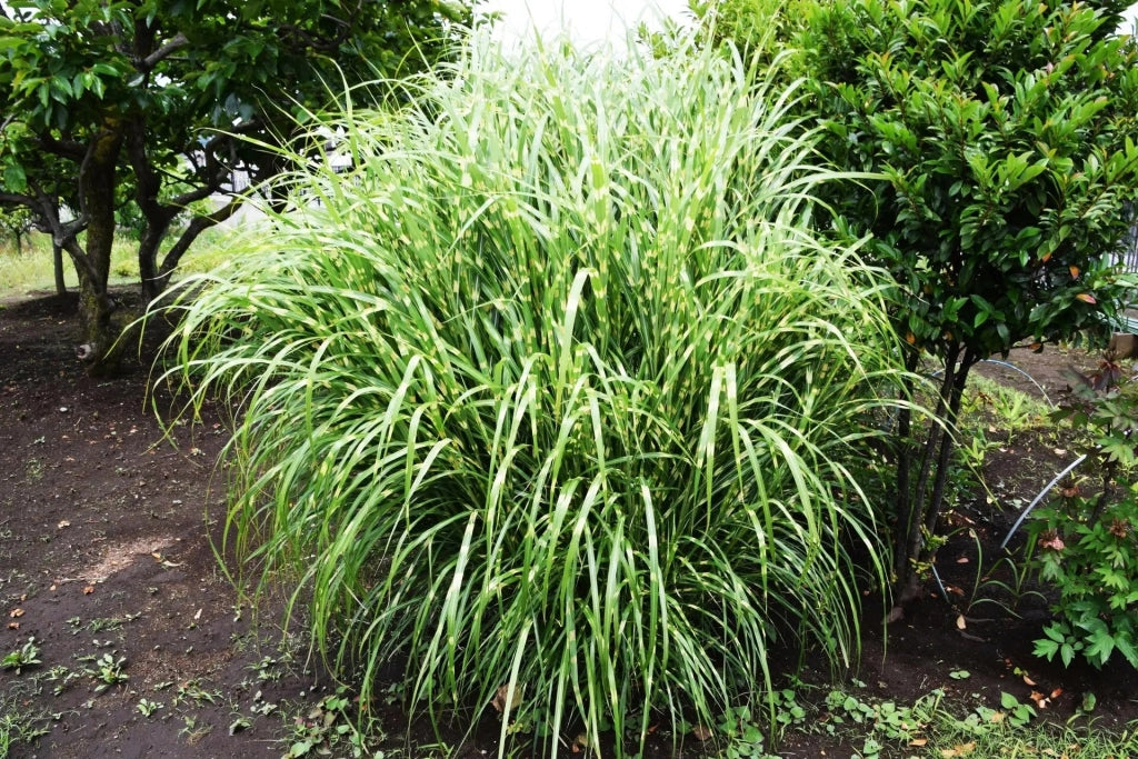 Gardenaria Miscanthus sinensis 'Zebrinus' - Graminacea ornamentale da esterno Altezza: 120 cm (vaso 24)