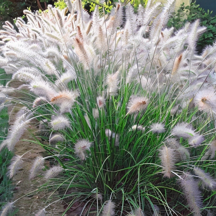 Gardenaria Pennisetum alopecuroides 'Cassian' - Graminacea ornamentale da esterno Altezza: 40 cm (vaso 17)