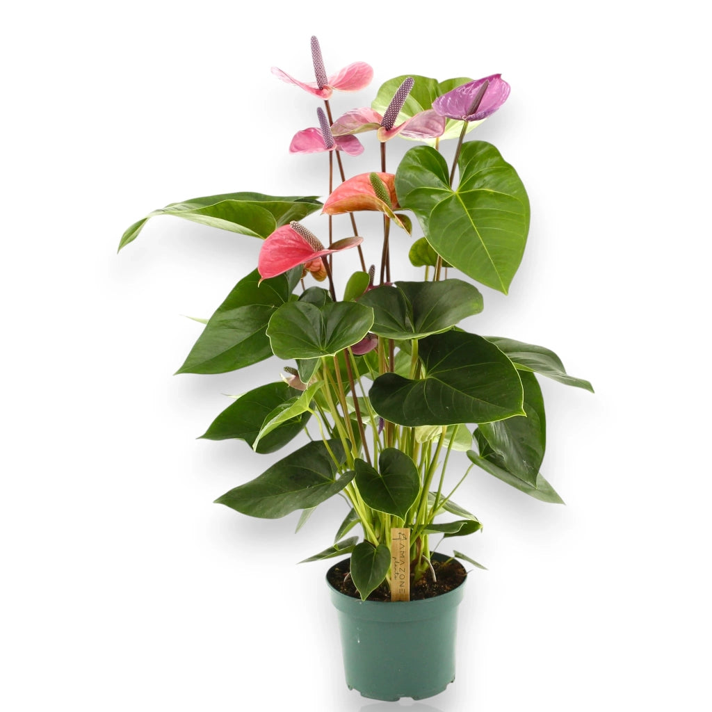 Gardenaria Anthurium andreanum 'Cavalli' - Pianta da interno ornamentale Altezza: 50 cm (vaso 14)