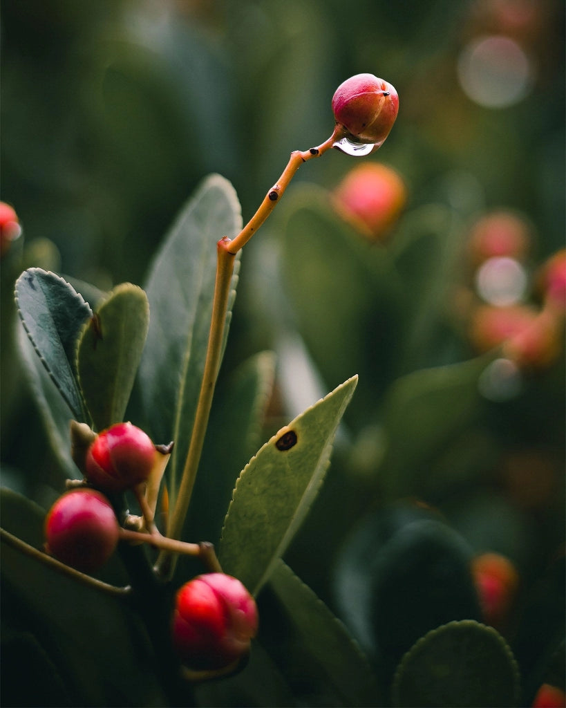 EUONYMUS LIVORNESE (EVONIMO) VASO 18