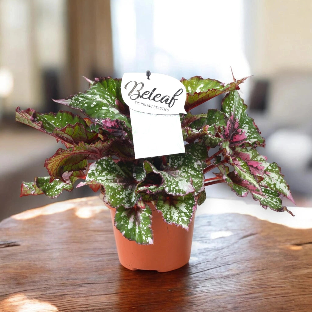 Gardenaria Begonia rex 'Alaska Creek' - Pianta da interno ornamentale Altezza: 32 cm (vaso 17)