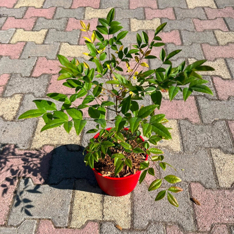 Pianta di Nandina Domestica Bambù Sacro bacche rosse in vaso 18 cm AMDGarden