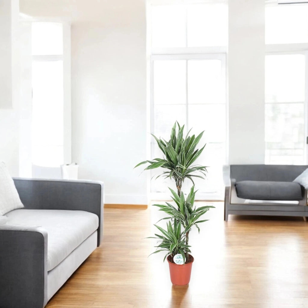 Gardenaria Dracaena fragrans 'Warneckei' - Pianta da interno ornamentale Altezza: 100 cm (vaso 19)