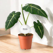 Gardenaria Alocasia 'Frydek' - Pianta da interno ornamentale Altezza: 40 cm (vaso 12)