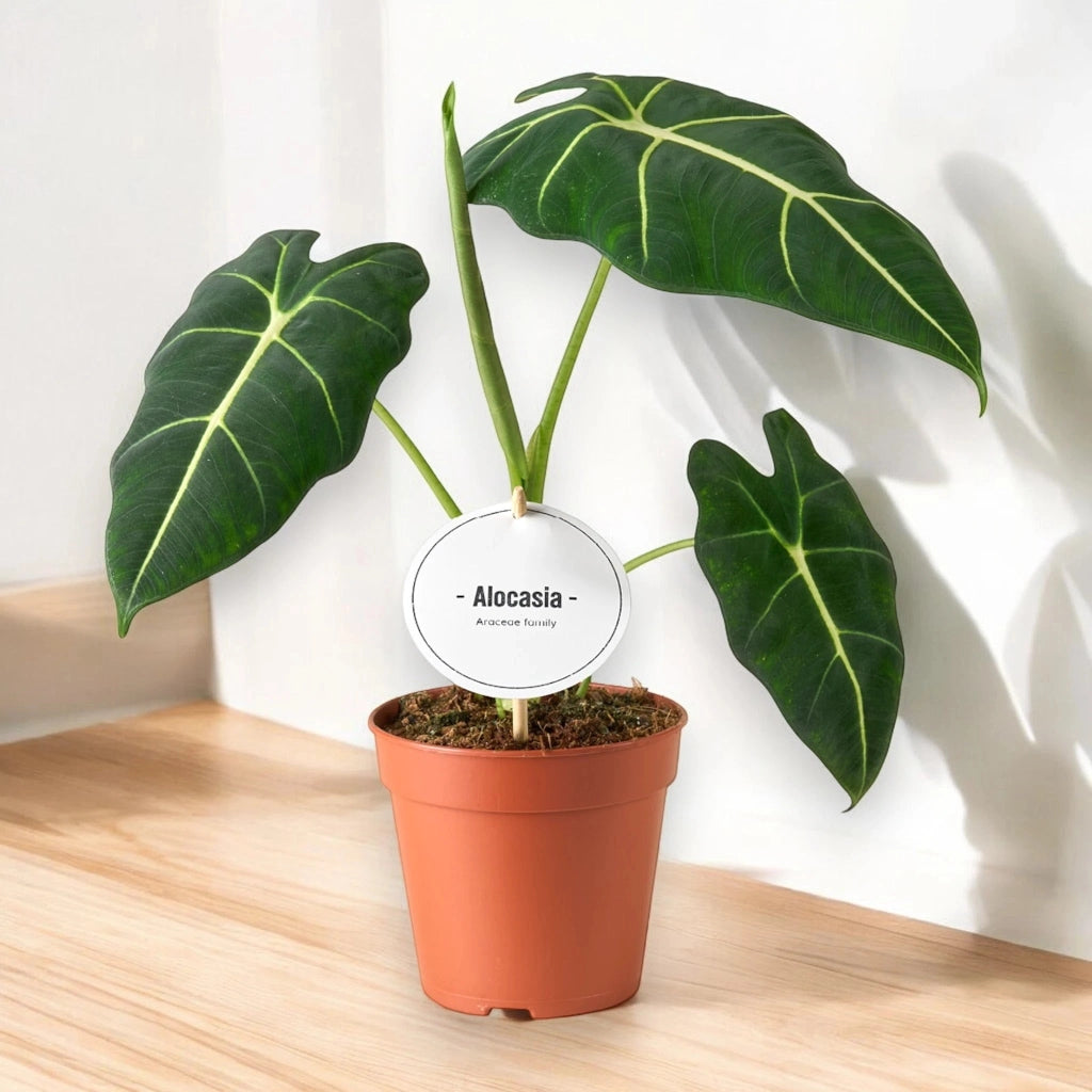 Gardenaria Alocasia 'Frydek' - Pianta da interno ornamentale Altezza: 40 cm (vaso 12)