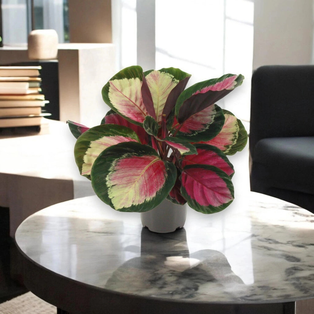 Gardenaria Calathea roseopicta 'Rosy' - Pianta da interno ornamentale Altezza: 45 cm (vaso 14)