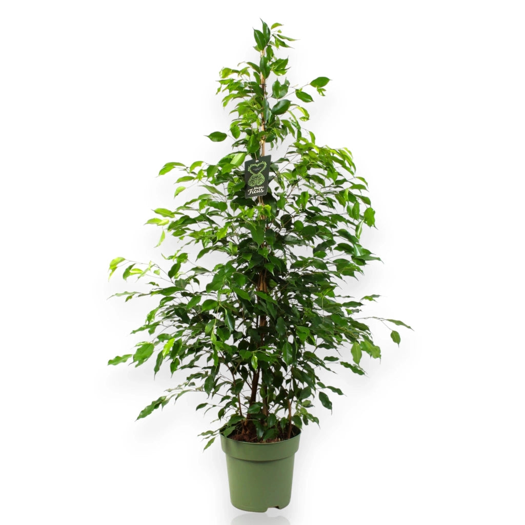 Gardenaria Ficus benjamina 'Exotica' - Pianta da interno ornamentale Altezza: 100 cm (vaso 24)