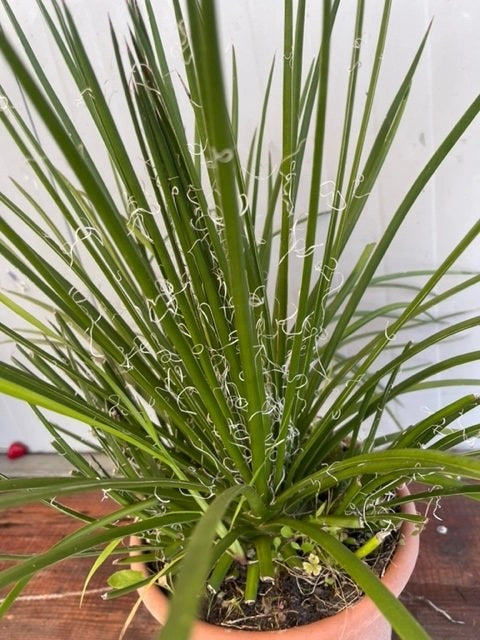 Agave Geminiflora,  Agave Bonapartea foto reali vaso 24cm