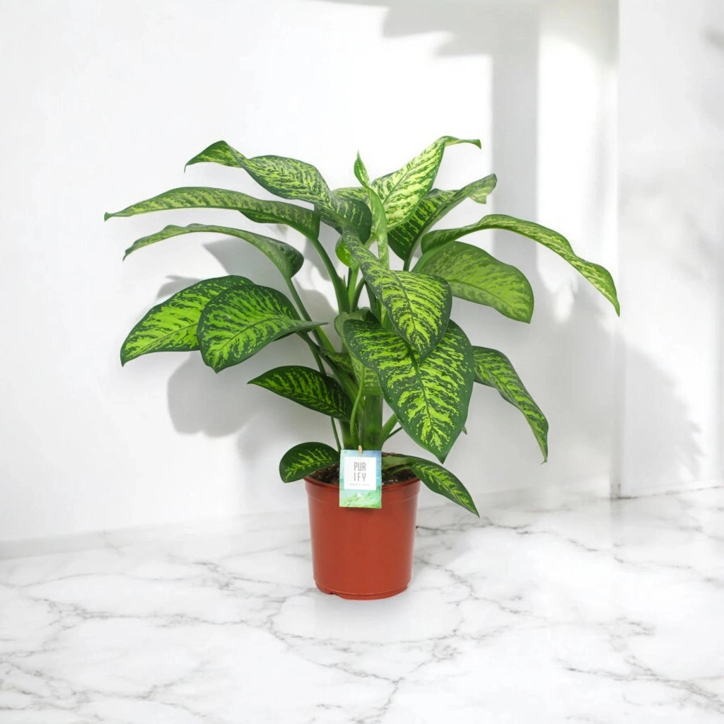 Gardenaria Dieffenbachia seguine 'Tropic jewel' - Pianta da interno ornamentale Altezza: 90 cm (vaso 24)