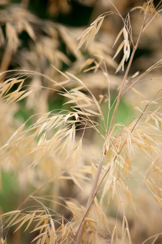 Gardenaria Stipa gigantea - Graminacea ornamentale da esterno Altezza: 40 cm (vaso 17)