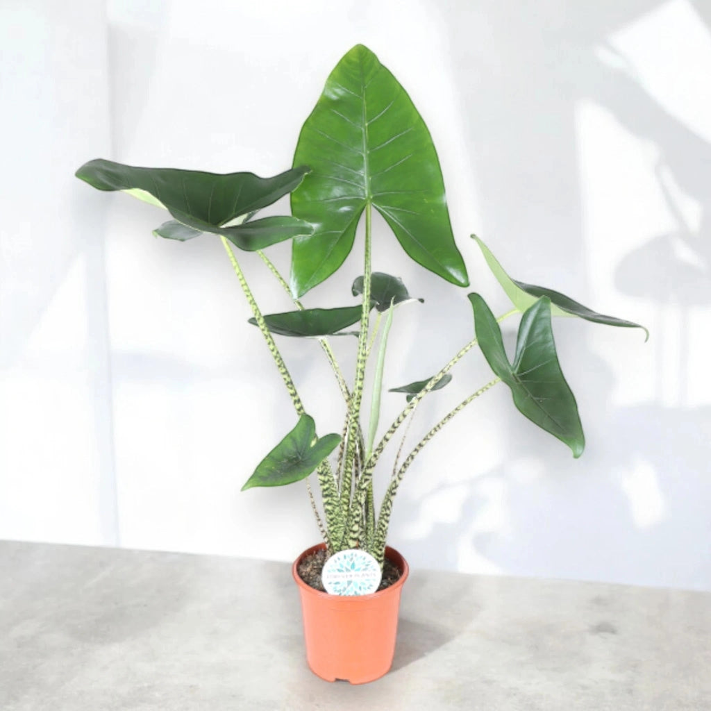 Gardenaria Alocasia zebrina - Pianta da interno ornamentale Altezza: 60 cm (vaso 17)