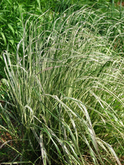 Gardenaria Calamagrostis acutiflora 'Overdam' - Graminacea ornamentale da esterno Altezza: 100 cm (vaso 24)