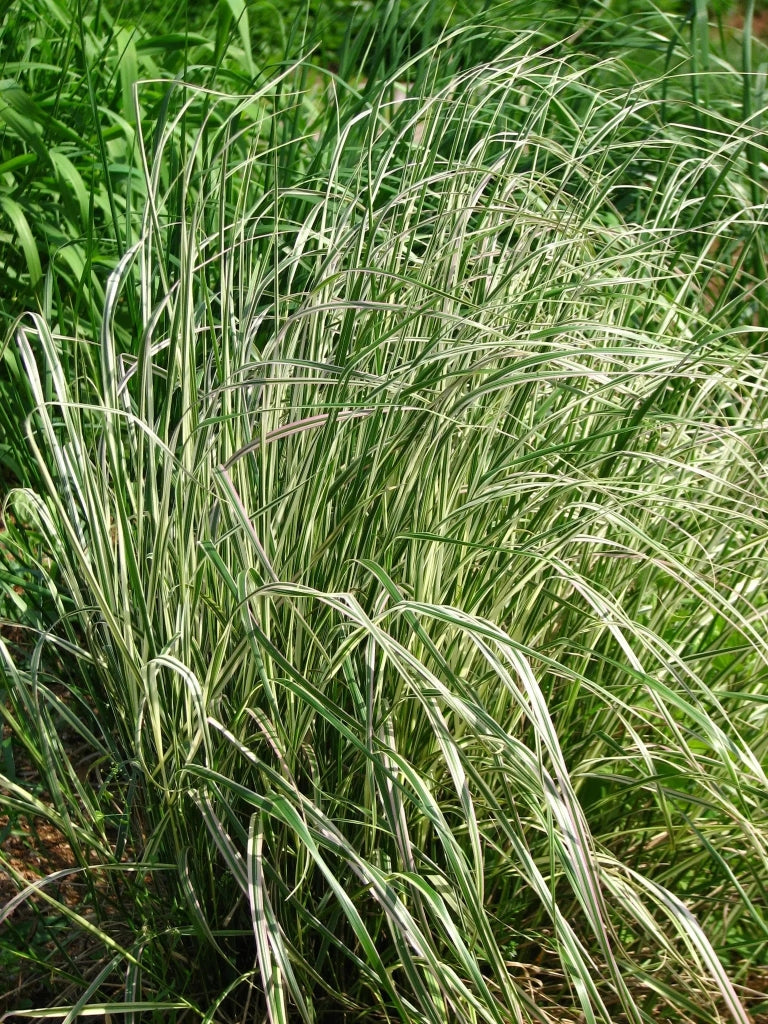 Gardenaria Calamagrostis acutiflora 'Overdam' - Graminacea ornamentale da esterno Altezza: 100 cm (vaso 24)