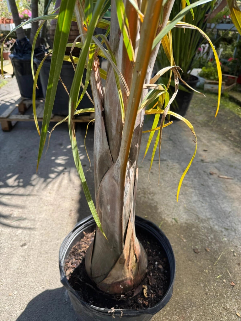 Hyophorbe verschaffeltii (Palma Mascarena) h 2,0 m vaso 35 cm foto reale