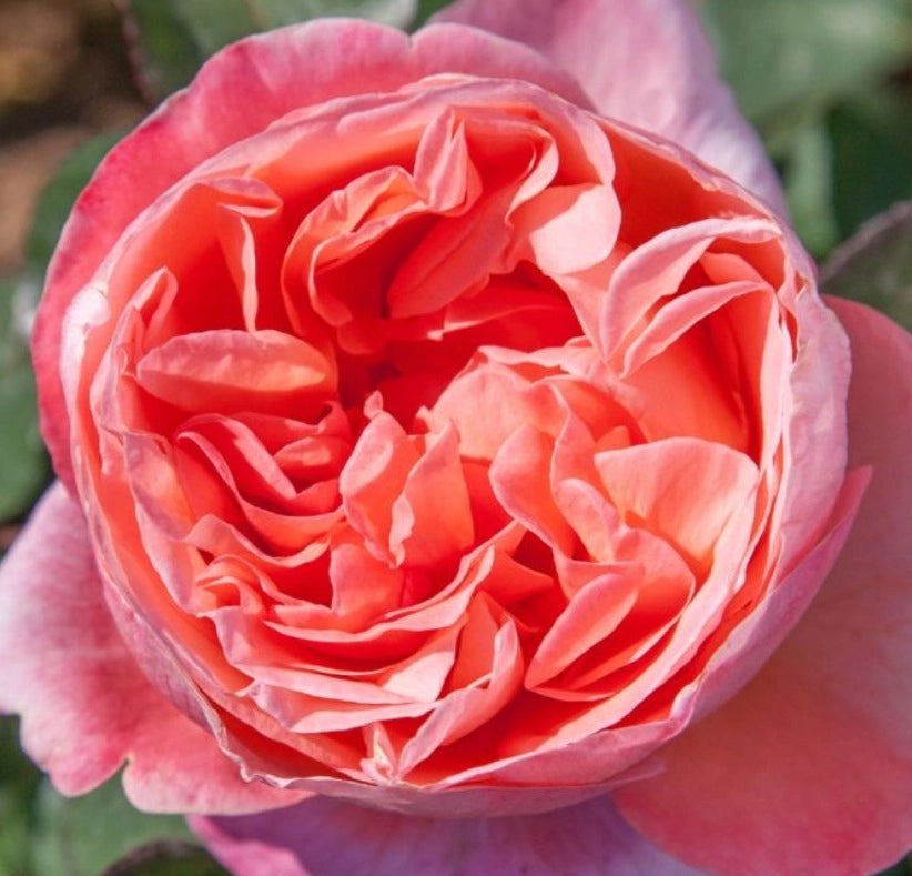 Rosa Mademoiselle MEILLAND ® Meinostair