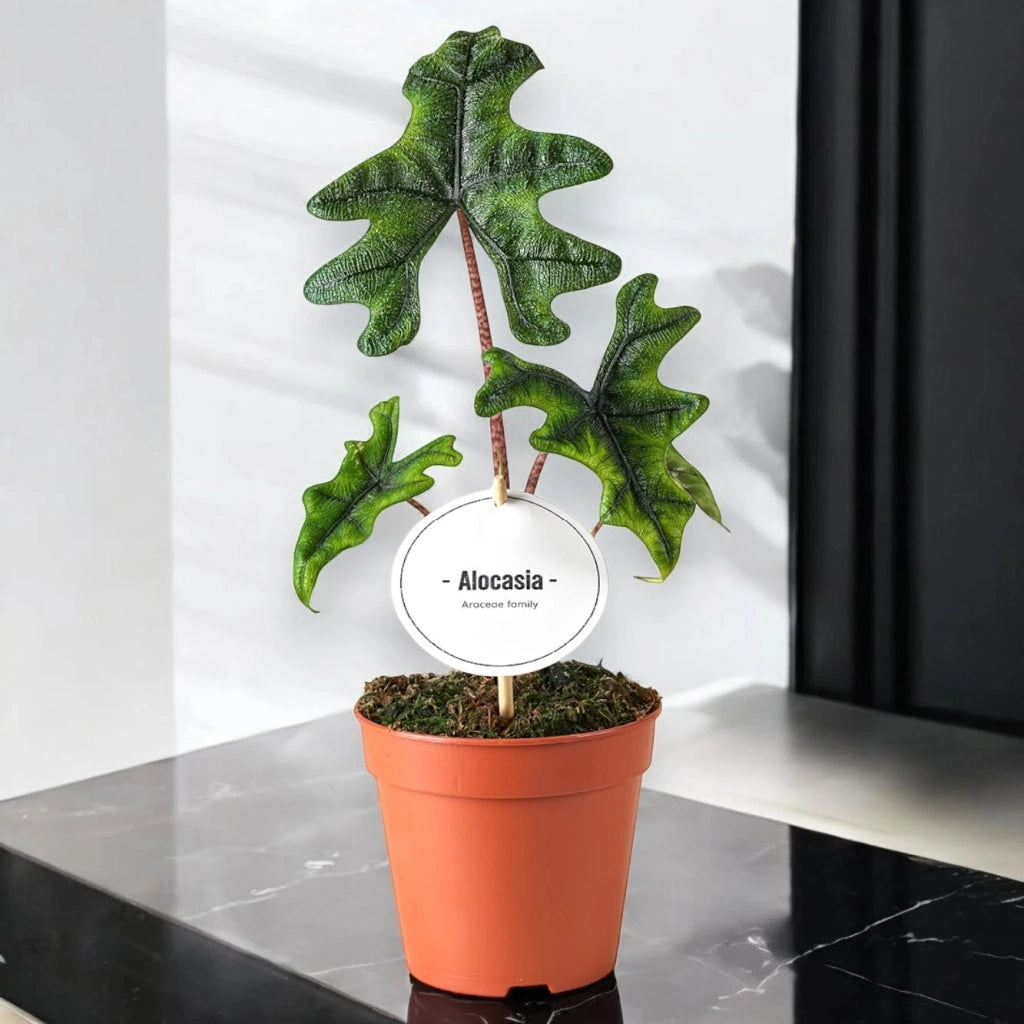 Gardenaria Alocasia 'Jacklin' - Pianta da interno ornamentale Altezza: 30 cm (vaso 14)