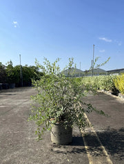 Gardenaria Spirea - Spiraea × cinerea 'Grefsheim' - Arbusto ornamentale da giardino Altezza: 50/70 cm (vaso19)