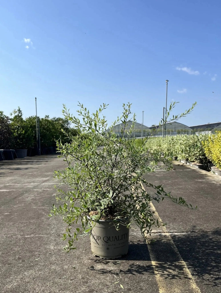 Gardenaria Spirea - Spiraea × cinerea 'Grefsheim' - Arbusto ornamentale da giardino Altezza: 50/70 cm (vaso19)