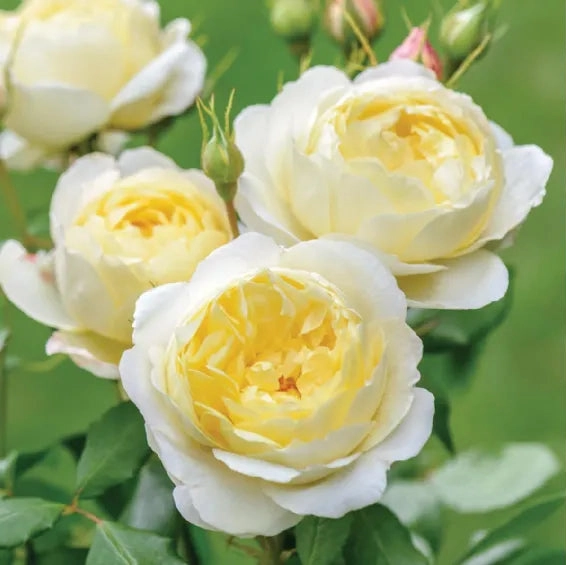 Gardenaria Rosa 'Vanessa Bell' - Rosa da giardino Altezza: 40/50 cm (vaso20)