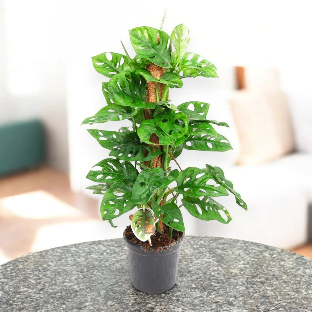 Gardenaria Monstera adansonii su tutore - Pianta da interno ornamentale Altezza: 160 cm (vaso 27)