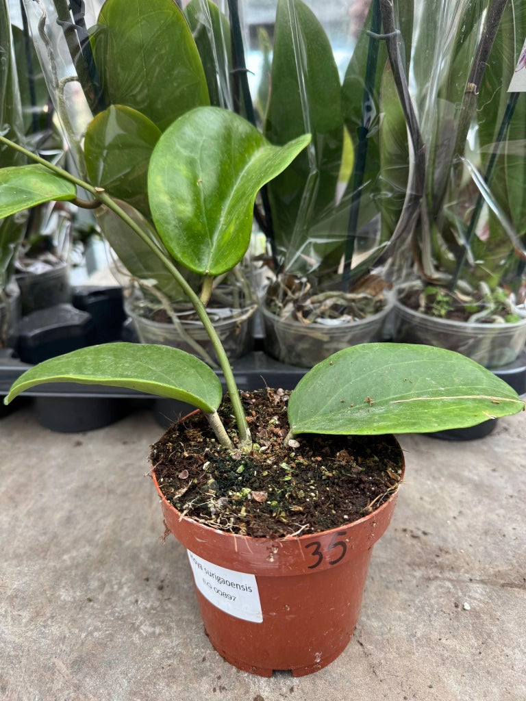 Hoya surigoensis – Pianta tropicale rara da interno con fogliame ornamentale