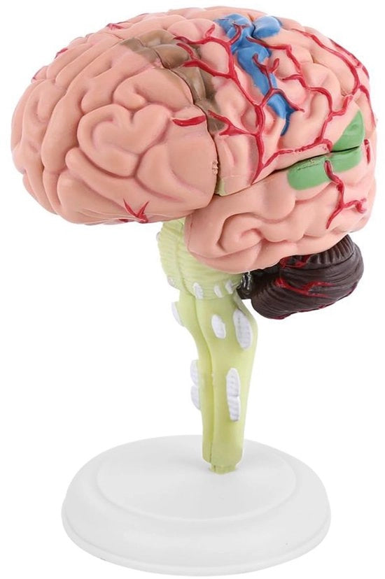 Modello Educativo Anatomico del Cervello - 8 Pezzi - Demontabile - Realistico - Plastico Leggero - Modello del Cervello Interattivo - Assemblaggio Educativo