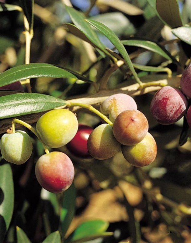 Pianta di Olivo Arbequina Certificata ulivo arbequina H 140 cm