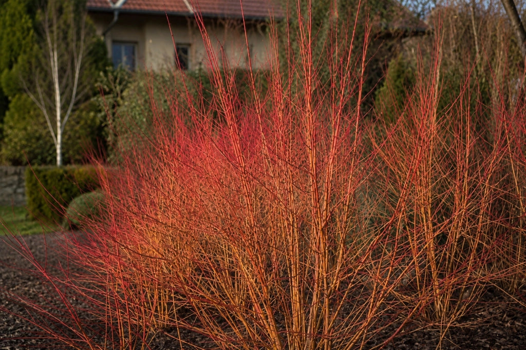 Gardenaria Corniolo - Cornus 'Midwinter Fire' - Arbusto ornamentale da giardino Altezza: 40/60 cm (vaso19)