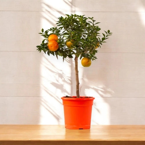 Gardenaria Chinotto - Citrus myrtifolia - Pianta di agrume da frutto in vaso Altezza: 40 cm (vaso 15)