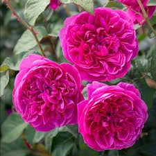 Rosa Barni James Austin cespuglio rifiorente profumato ornamentale