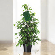 Gardenaria Ficus benjamina 'Danielle' - Pianta da interno ornamentale Altezza: 100 cm (vaso 21)