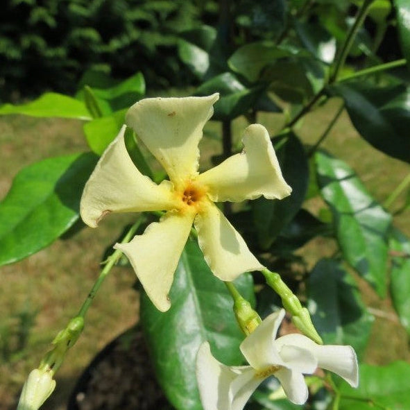 Gardenaria Falso Gelsomino - Trachelospermum jasminoides 'Christabel Bielenberg' - Pianta rampicante ornamentale da esterno Altezza: 100/125 cm (vaso19)