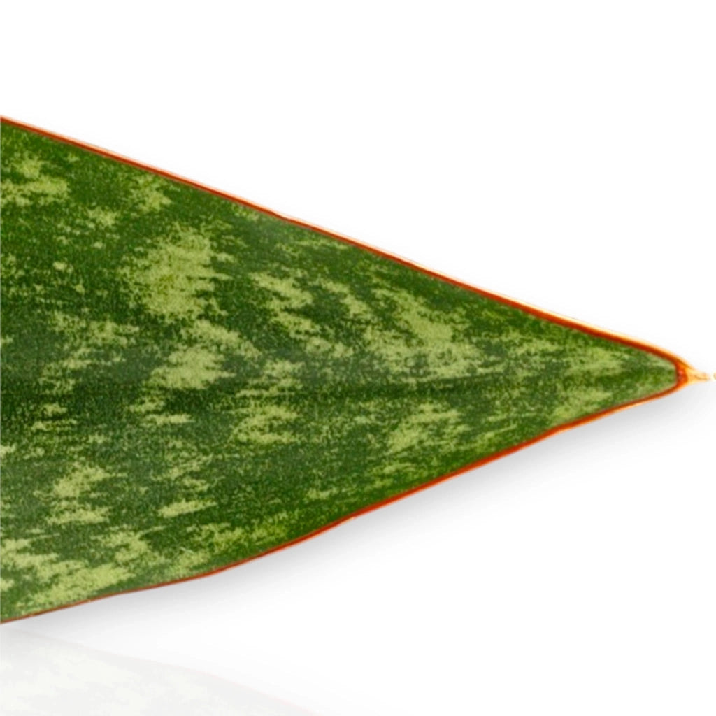 Gardenaria Sansevieria jamaiquina 'Queen' - Pianta da interno ornamentale Altezza: 30 cm (vaso 14)