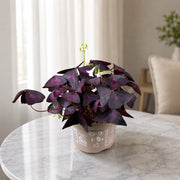Gardenaria Oxalis triangularis 'Mijke' - Pianta da interno ornamentale Altezza: 20 cm (vaso 12)