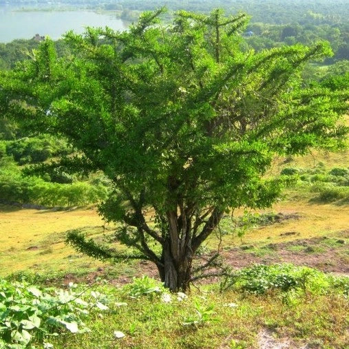 Crescentia alata (Albero dei Bicchieri)