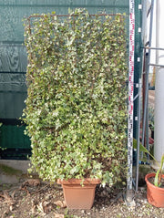 HEDERA ELEGANTISSIMA SPALLIERA H 200 CM VASO 40