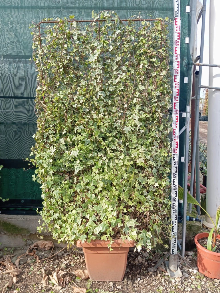HEDERA ELEGANTISSIMA SPALLIERA H 200 CM VASO 40
